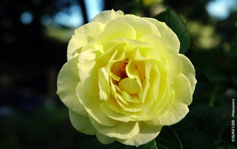 ©SUNFLOR - Primavera
